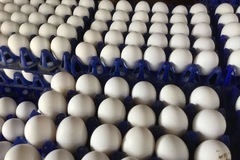 Selling with online payment: Egg selling 