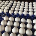 Selling with online payment: Egg selling 