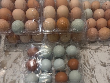 Selling with In-person Payment: Family Raised Fertile Chicken Eggs 