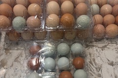 Selling with In-person Payment: Family Raised Fertile Chicken Eggs 