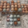 Selling with In-person Payment: Family Raised Fertile Chicken Eggs 