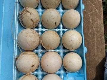 Selling with In-person Payment: Jumbo White Pekin Fertile Hatching Eggs