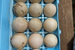 Selling with In-person Payment: Jumbo White Pekin Fertile Hatching Eggs