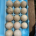 Selling with In-person Payment: Jumbo White Pekin Fertile Hatching Eggs
