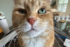   : Kitty