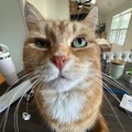   : Kitty