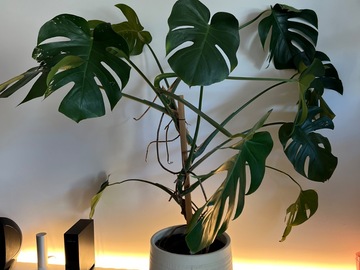 Vente: Monstera