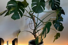 Sales: Monstera