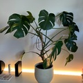 Sales: Monstera