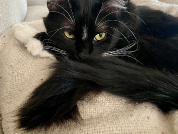   : Momo