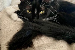   : Momo