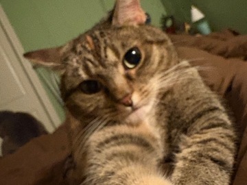   : Meow Meow