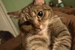   : Meow Meow