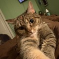   : Meow Meow