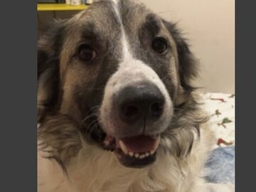   : Finn