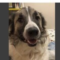   : Finn