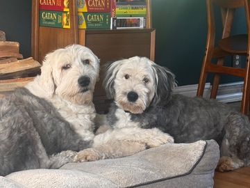   : Daisy and Ziggy