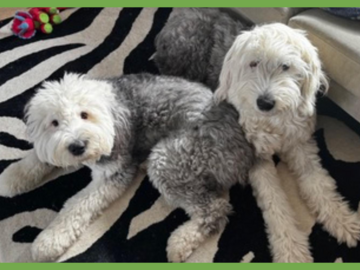  : Daisy and Ziggy