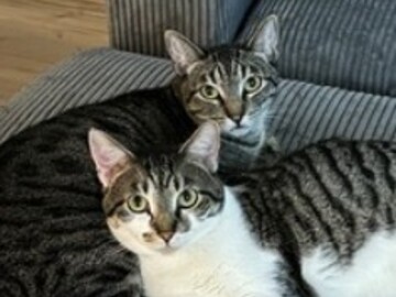   : Olive & Pumpkin