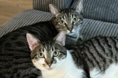   : Olive & Pumpkin