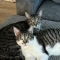   : Olive & Pumpkin