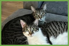  : Olive and Pumpkin