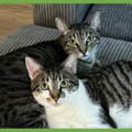 : Olive and Pumpkin