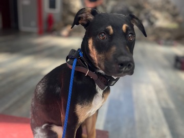   : Bella 