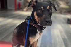   : Bella 