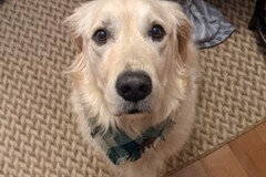   : Mochi