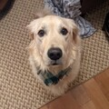   : Mochi