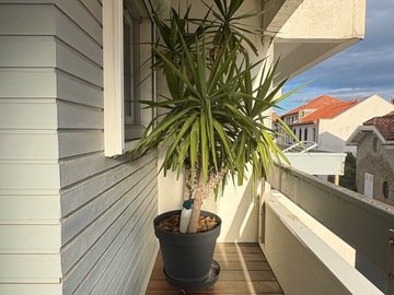 Don: Yucca