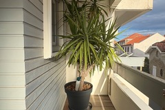 Giving away: Yucca