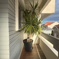 Giving away: Yucca
