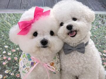 Selling: Pet Reading – Connect With Your Beloved Animal Companion