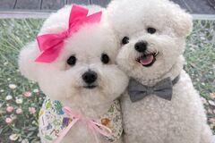 Selling: Pet Reading – Connect With Your Beloved Animal Companion
