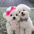 Selling: Pet Reading – Connect With Your Beloved Animal Companion