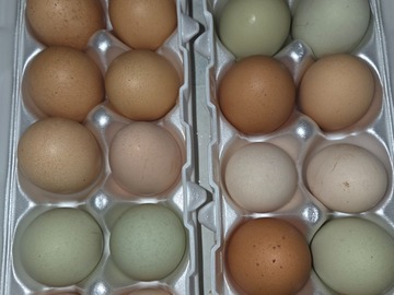 Selling with online payment: Fresh Eggs from happy Chicks 