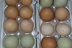 Selling with online payment: Fresh Eggs from happy Chicks 