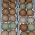Selling with online payment: Fresh Eggs from happy Chicks 