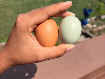 Selling with In-person Payment: Free-range multi-color eggs