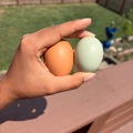 Selling with In-person Payment: Free-range multi-color eggs