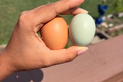 Selling with In-person Payment: Free range eggs