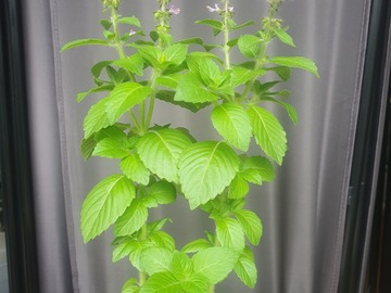 Don: Basilic Sacré, Tulsi