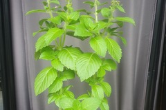 Giving away: Basilic Sacré, Tulsi