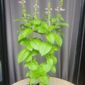 Giving away: Basilic Sacré, Tulsi