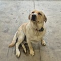   : Oso