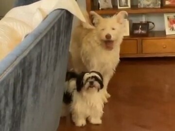   : Charlie and Lady