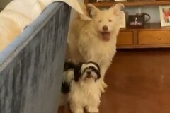   : Charlie and Lady