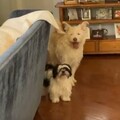   : Charlie and Lady